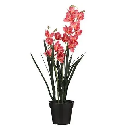 Dekorativna rastlina CYMBIDIUM