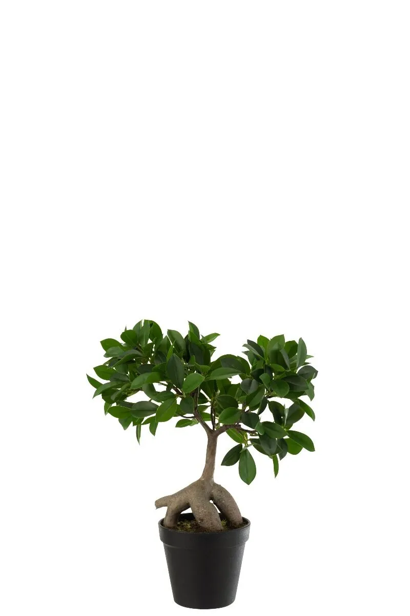 Dekorativna rastlina GINSENG