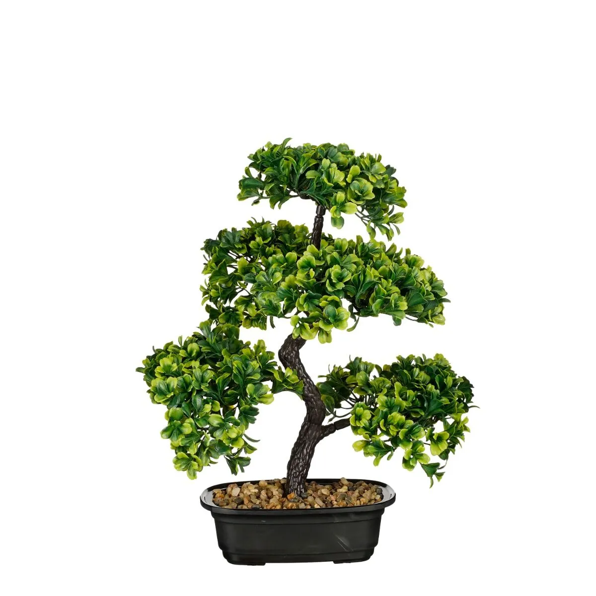 Rastlina BONSAI