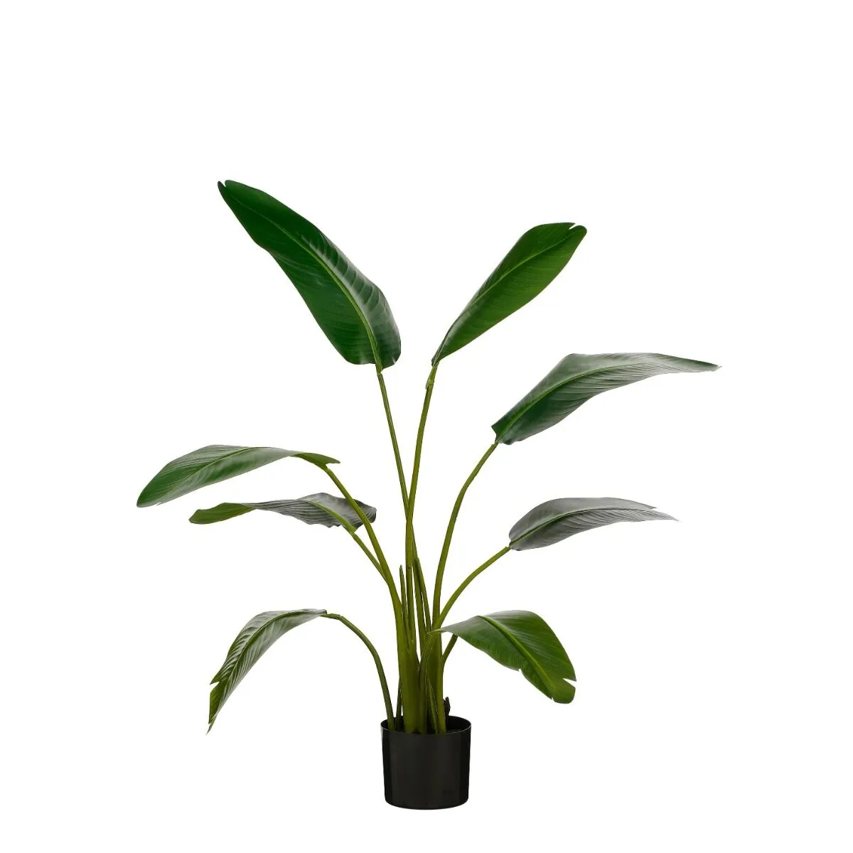 Rastlina STRELICIJA