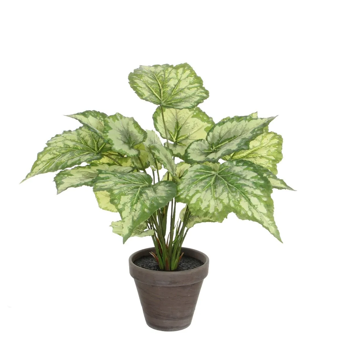 Rastlina v loncu BEGONIA GREEN