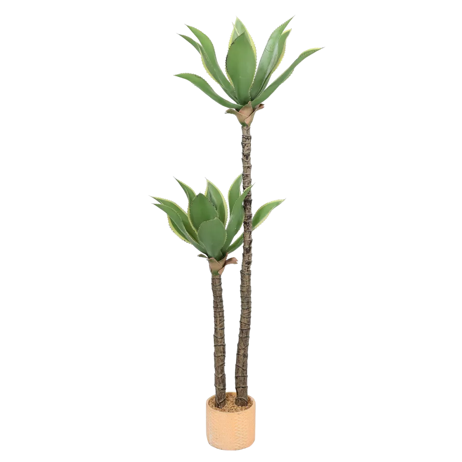 Roža AGAVE