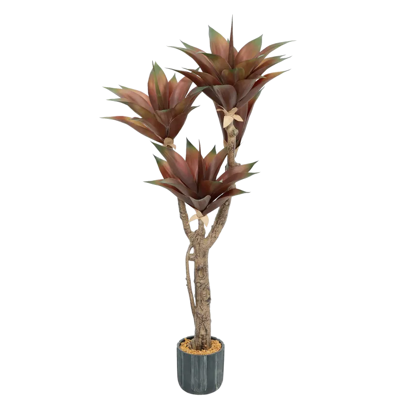 Roža AGAVE 