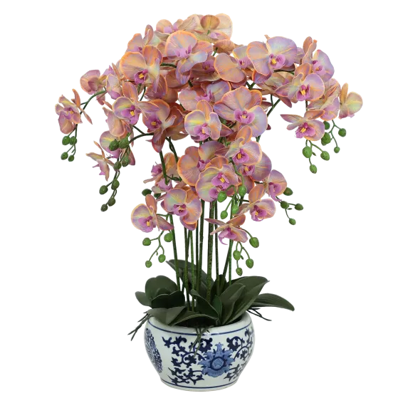 Roža ORCHID