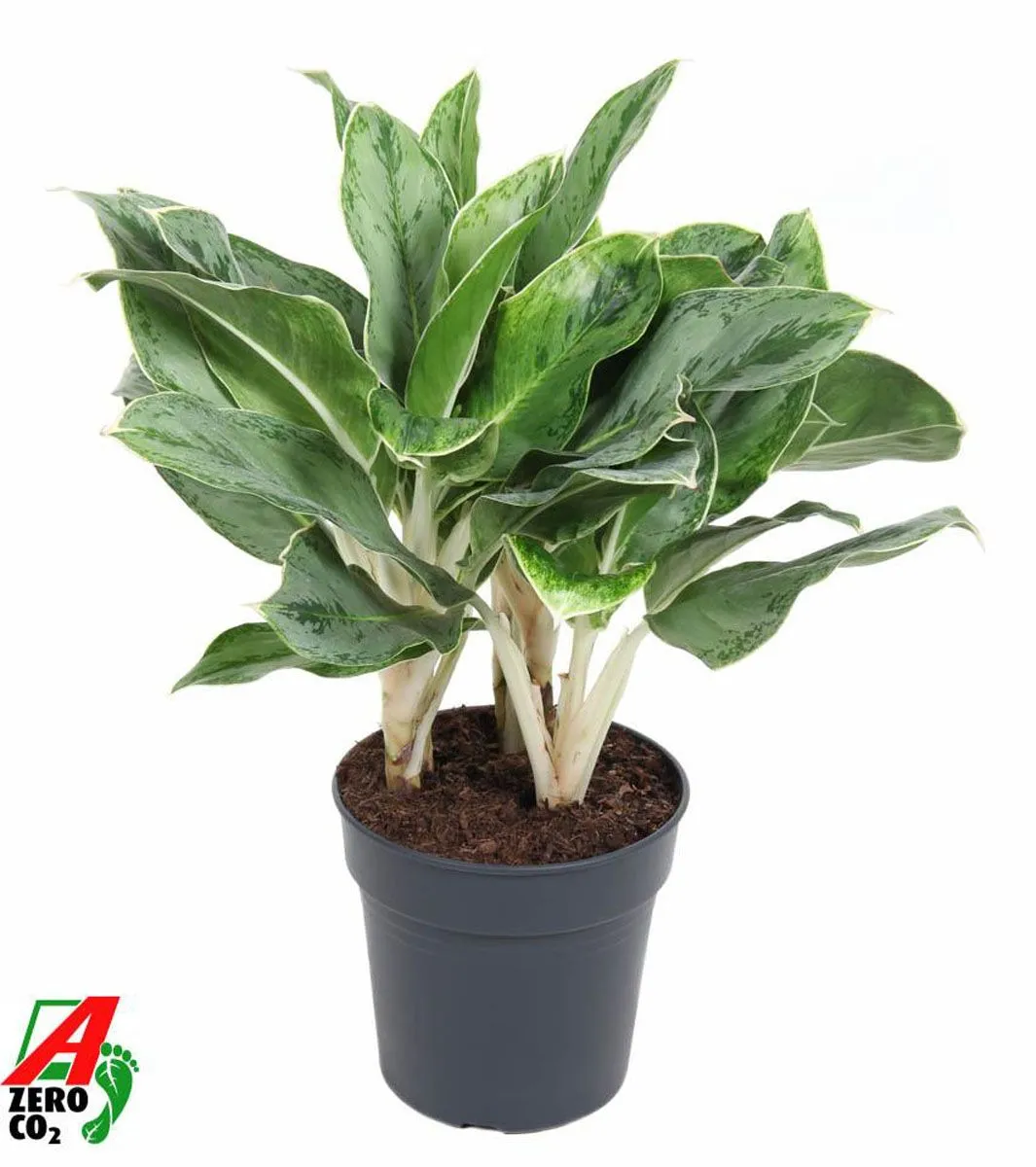 AGLONEMA HORIZON L24 CM