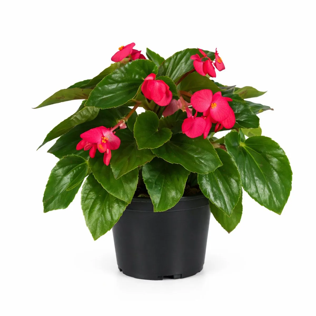 BEGONIJA BEGONIA DRAGON WING L12