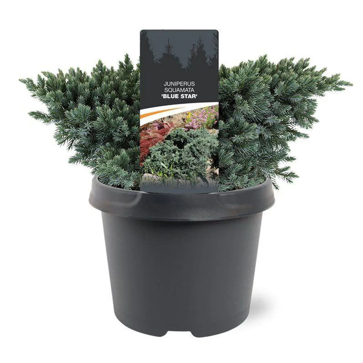 BRIN SQUAMATA BLUE STAR L17 CM