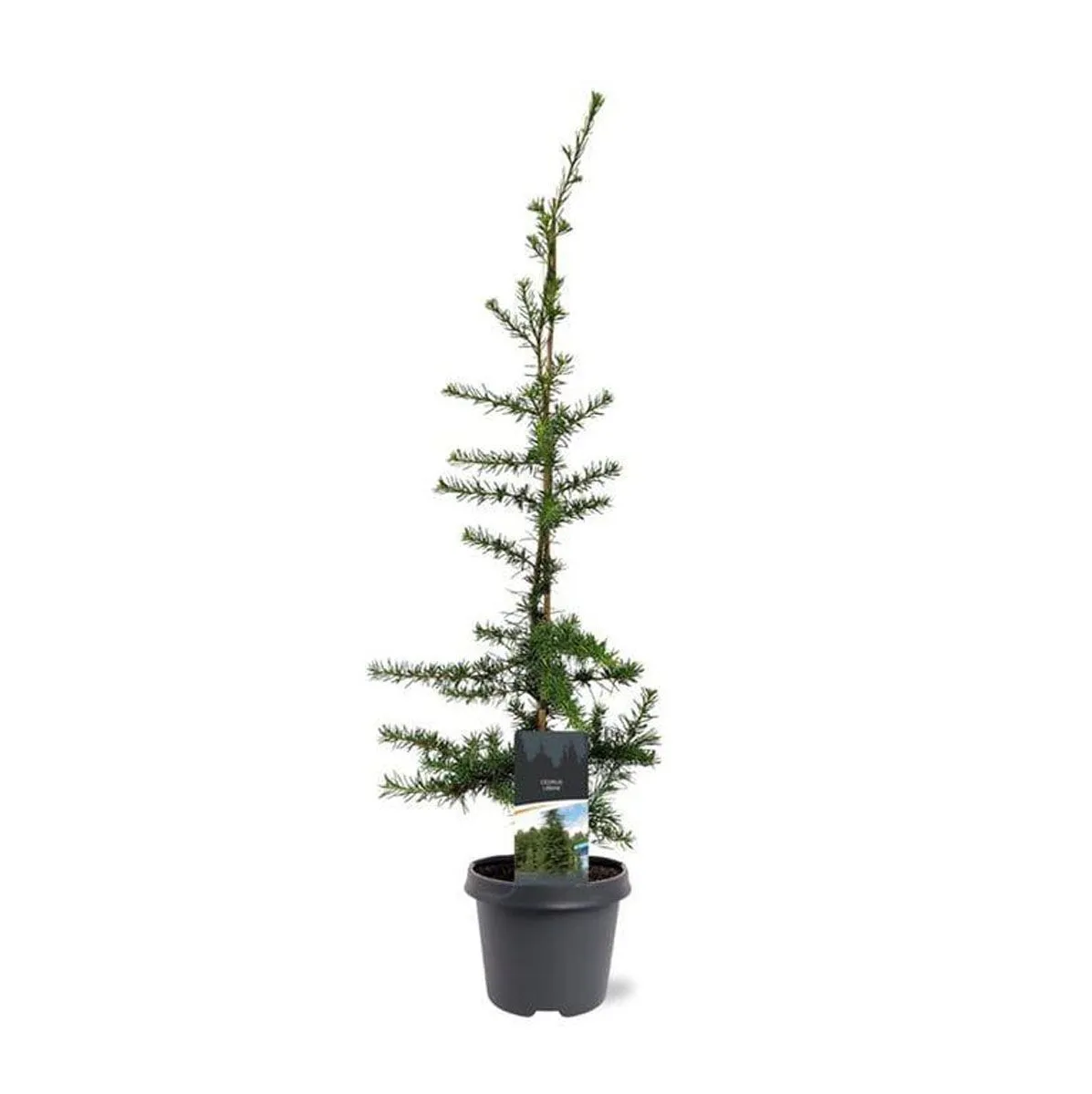 CEDRA LIBANONSKA L23 CM