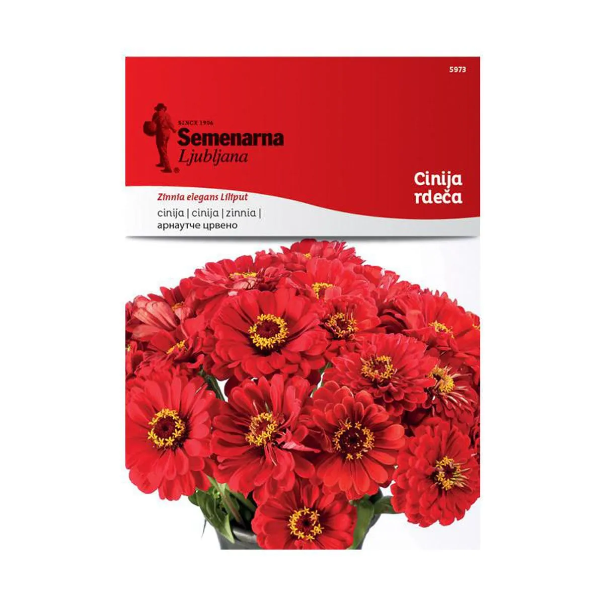 CINIJA SEMENARNA RDEČA 5973