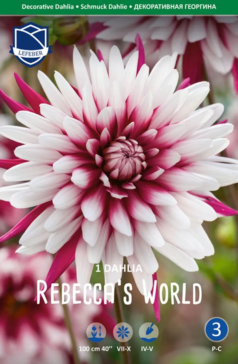 DALIJA LEFEBER RBECCA'S WORLD 1KOS