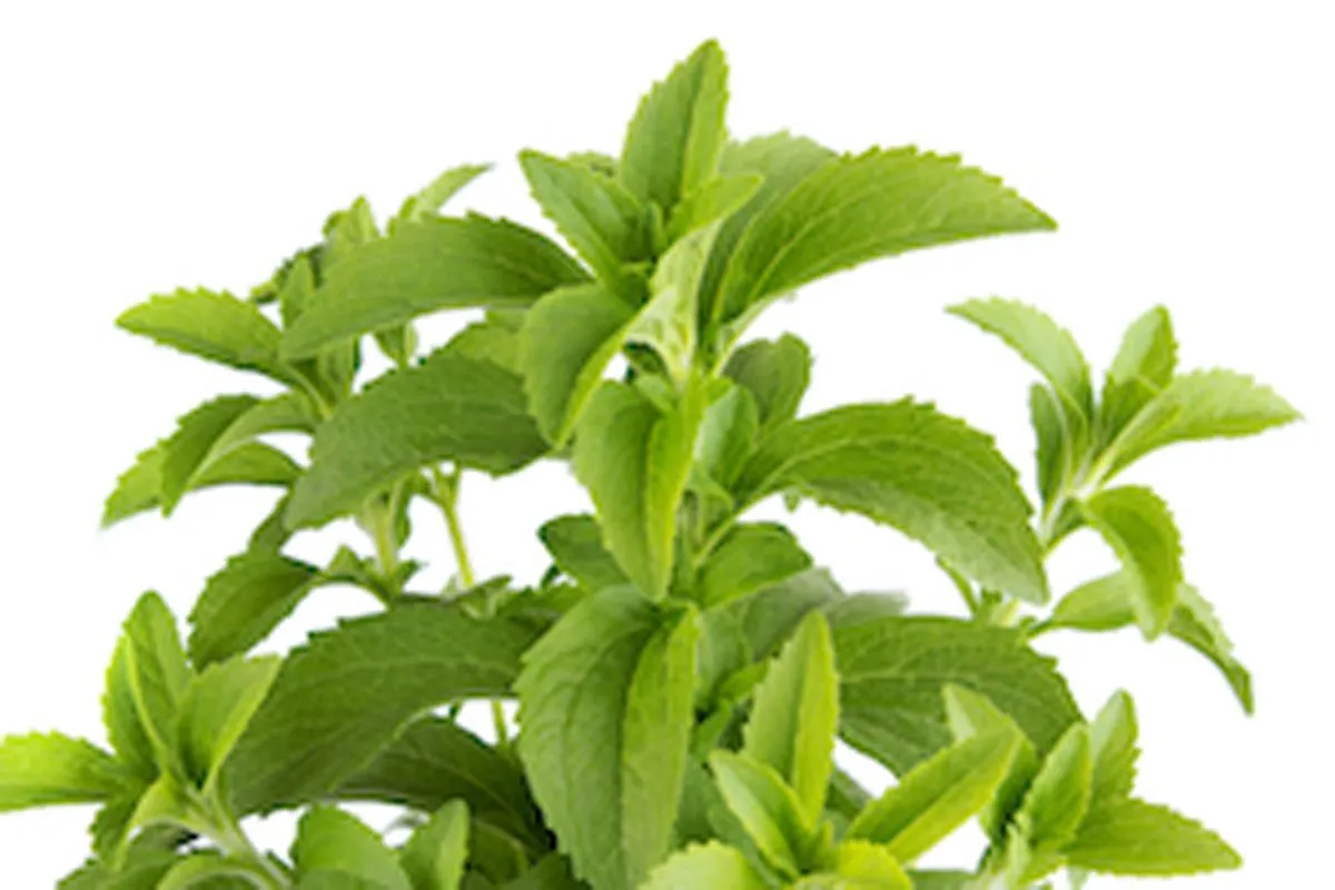 DIŠAVNICA STEVIA L10 CM