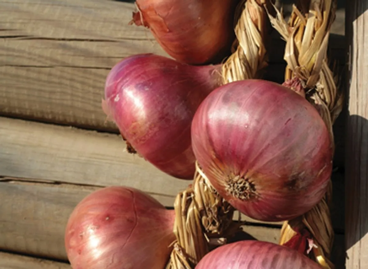 ČEBULA ROYAL SEEDS ČEBULČEK PTUJSKA 500G RS