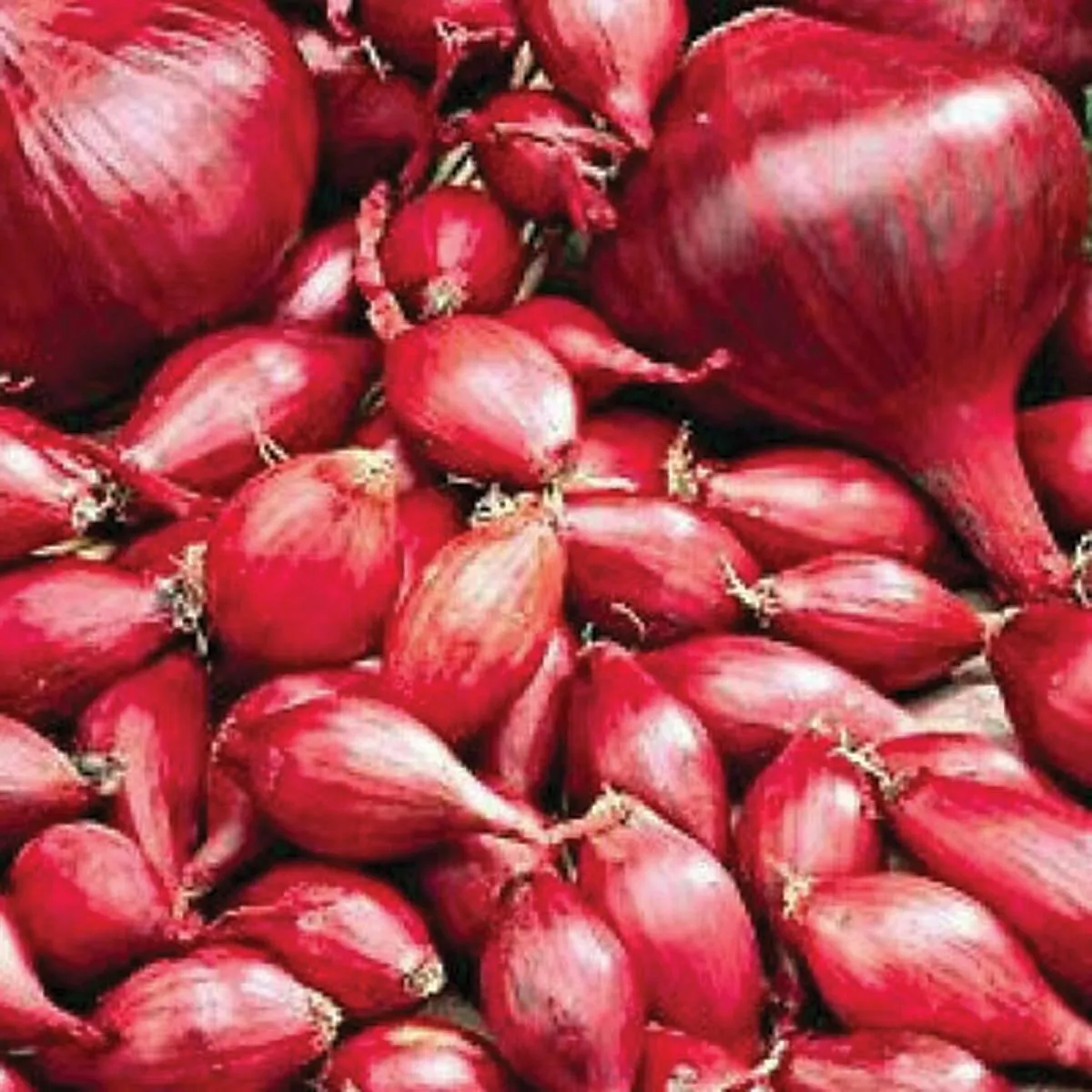 ČEBULA ROYAL SEEDS ČEBULČEK RED B. 500G RS