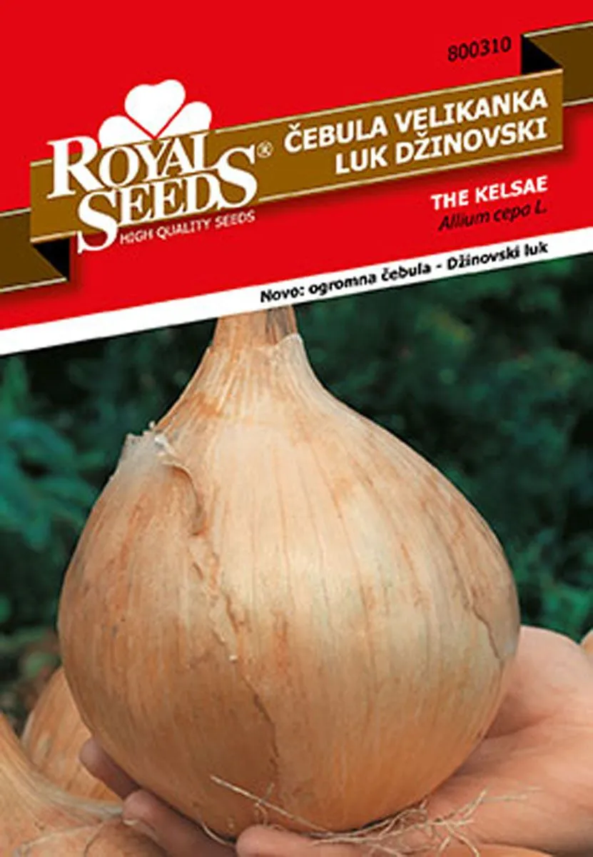 ČEBULNICA ROYAL SEEDS ČEBULA VELIKANKA 310