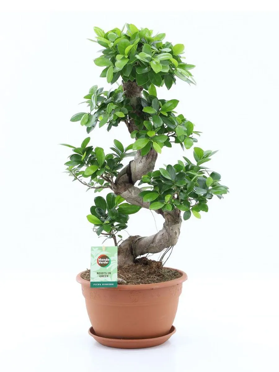 FIKUS GINSENG S OBLIKA L27 CM
