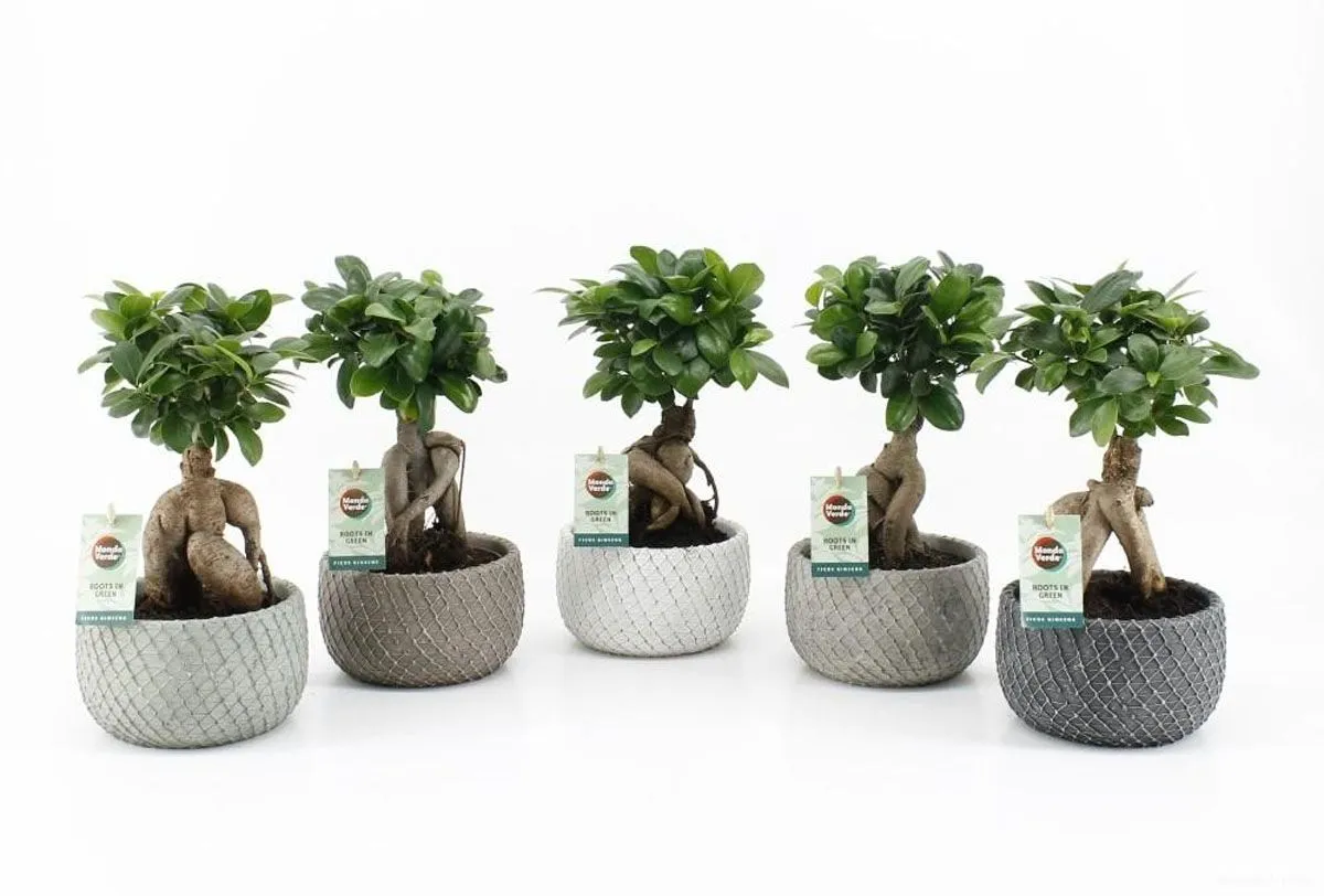 FIKUS GINSENG V OKRAS. LON. L13 CM