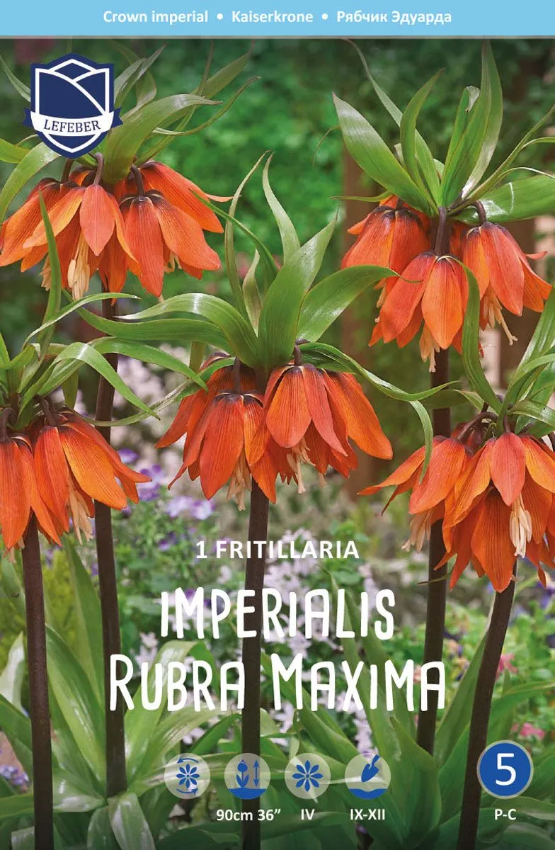 FRITILARIJA RDEČA