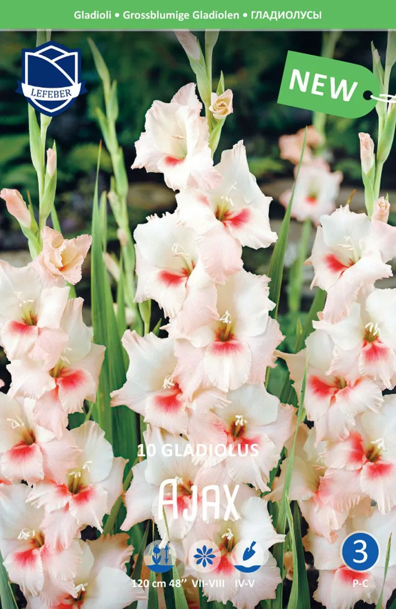 GLADIOLA LEFEBER AJAX 10KOS