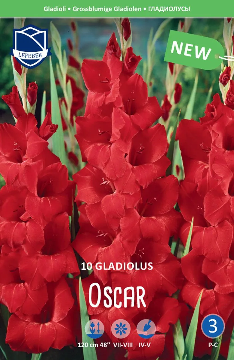 GLADIOLA LEFEBER MANHATTAN 10KOS