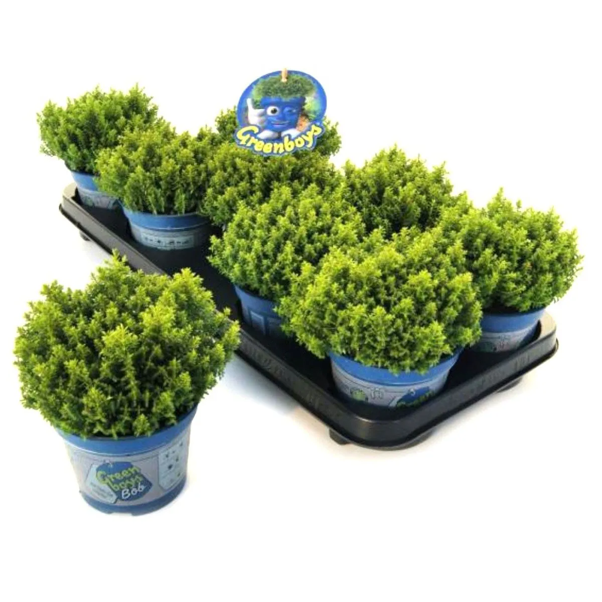 HEBA GREEN GLOBE L12 CM