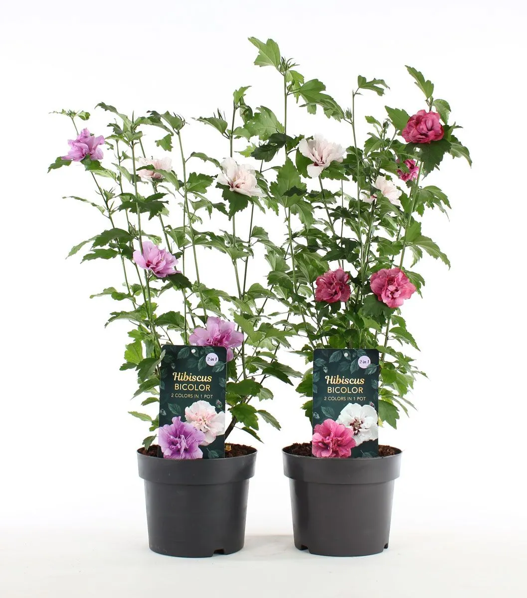 HIBISKUS VRTNI L 3L