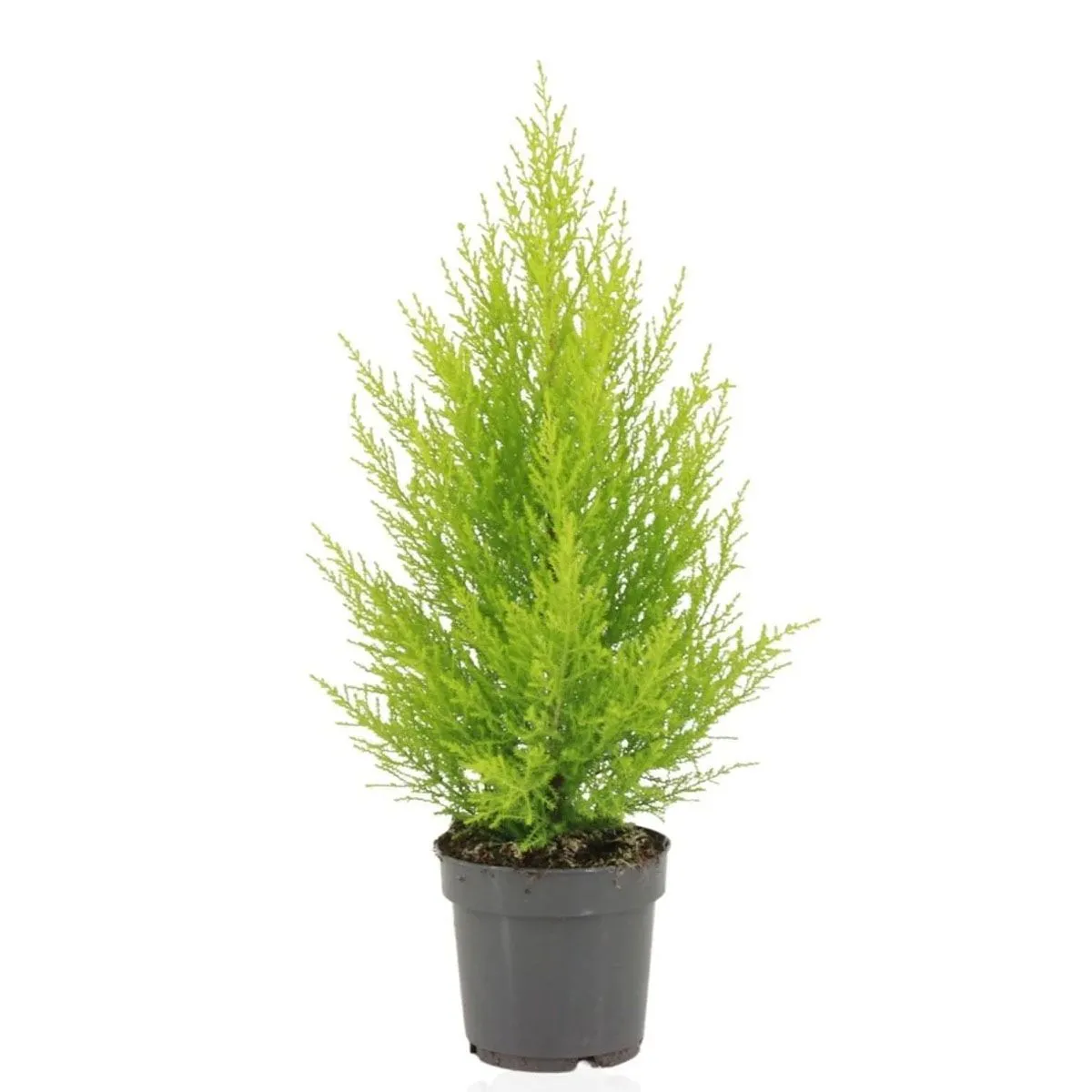 IGLAVEC CIPRESA GOLDCREST WILMA POT 10.5