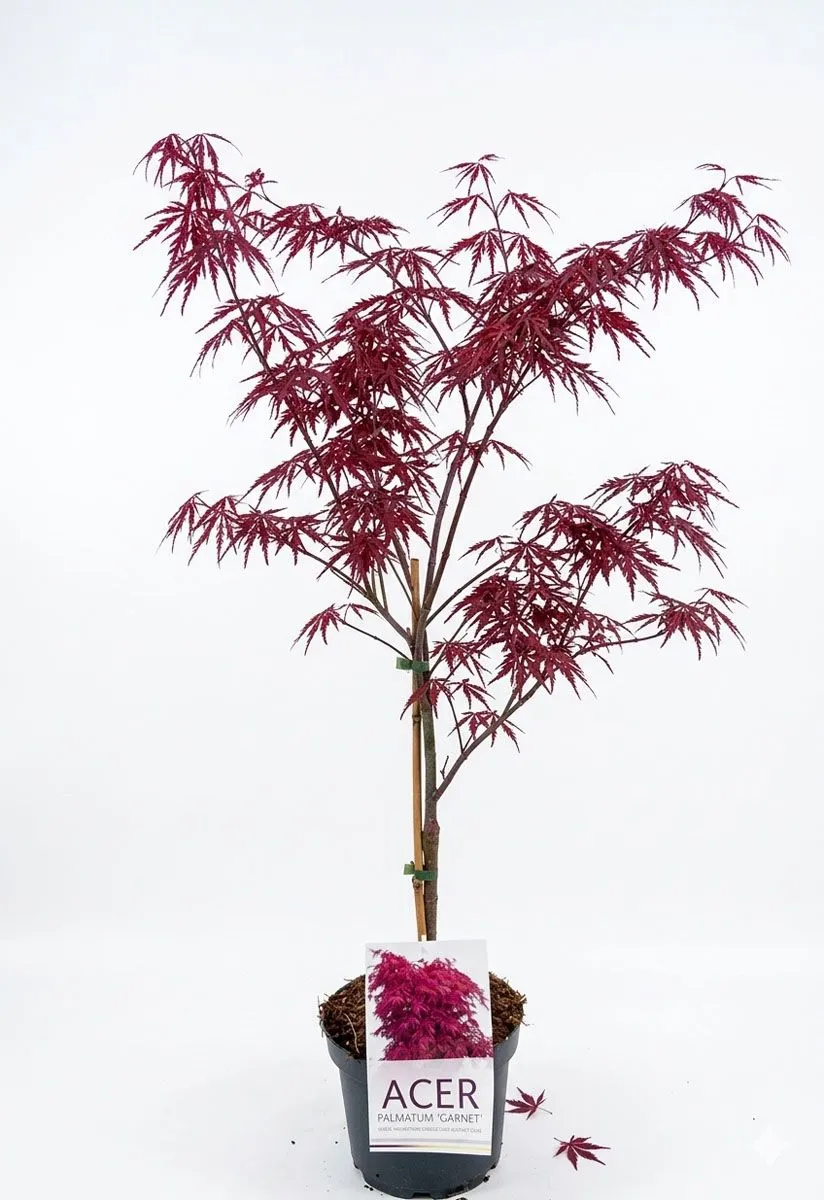 JAVOR PAHLJAČASTI GARNET L21 CM