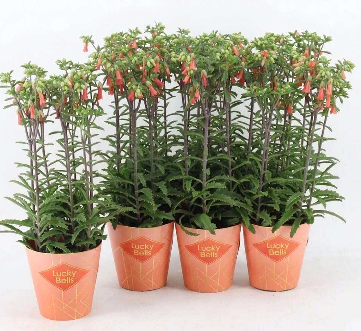 KALANHOJA LUCKY BELLS L14 CM