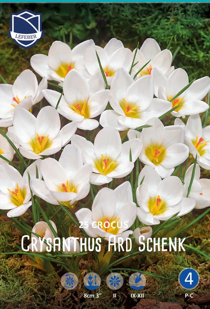 KROKUS ARD SCHENK