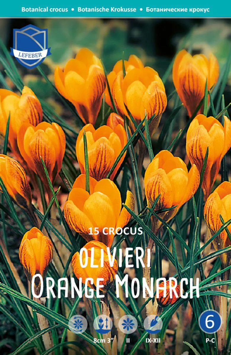 KROKUS  ORANGE MONARCH