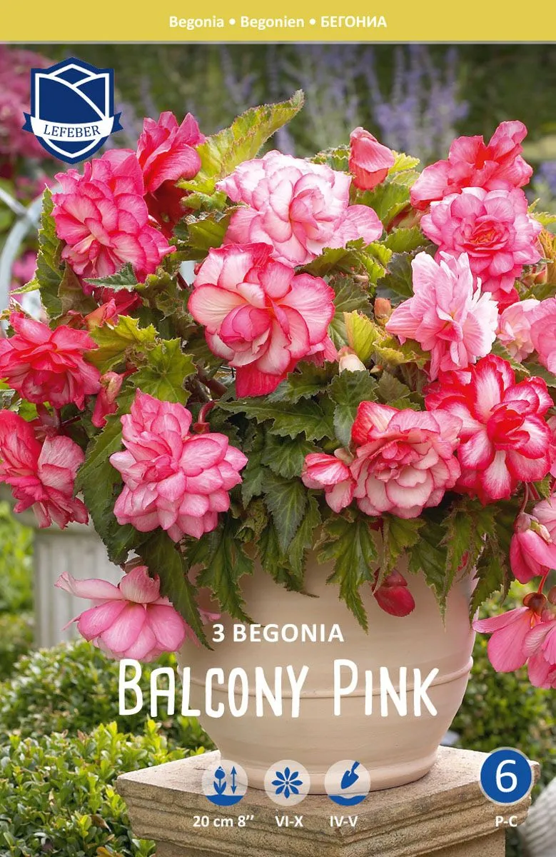 L BEGONIJA BALCONY ROZA