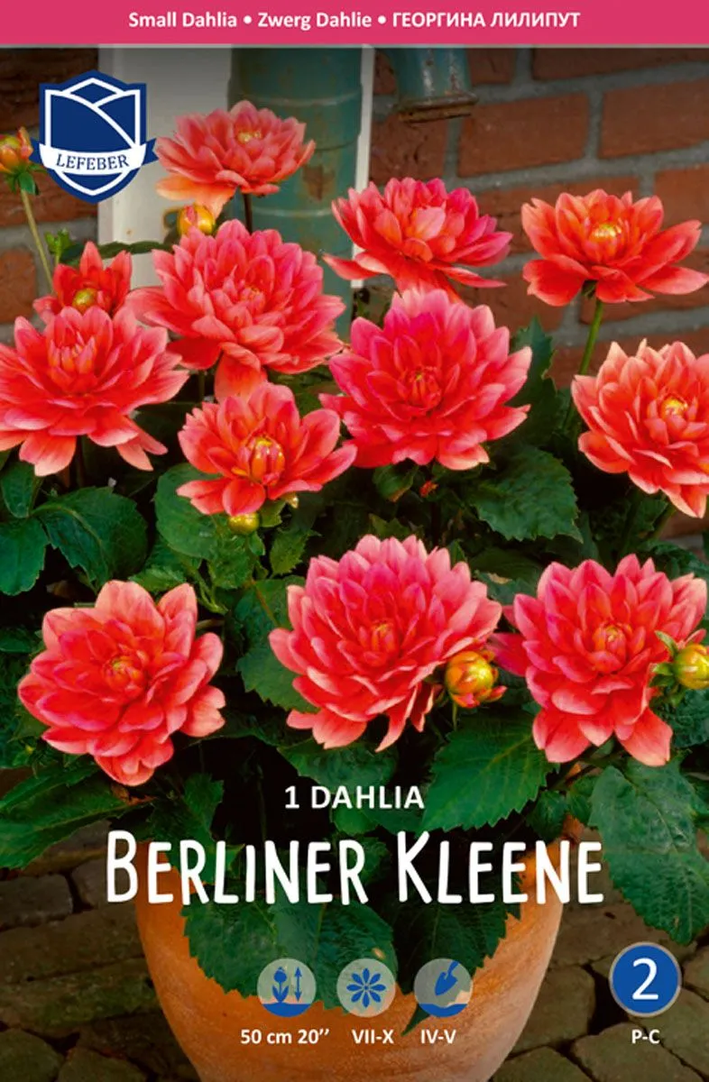 L DALIJA BERLINER KLEENE