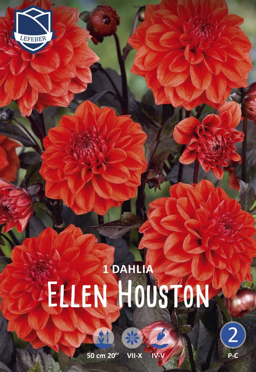 L DALIJA ELLEN HOUSTON