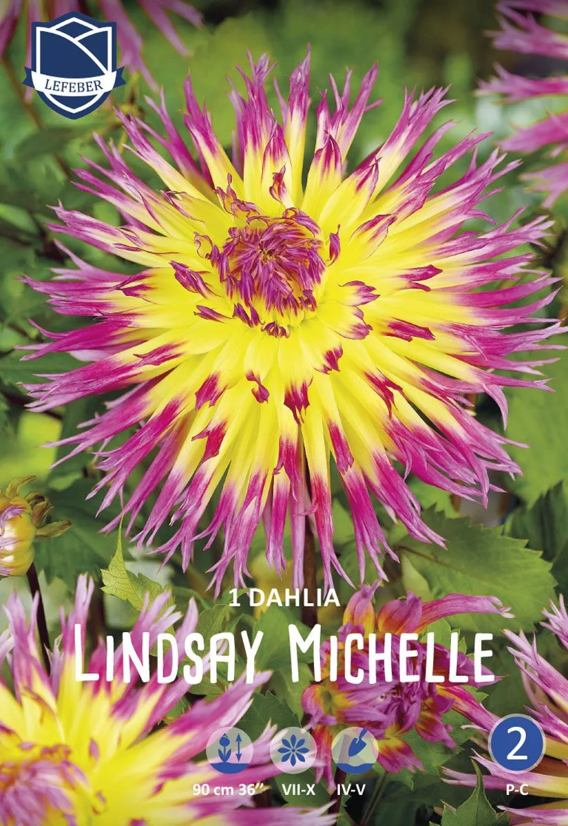 L DALIJA LINDSAY MICHELLE