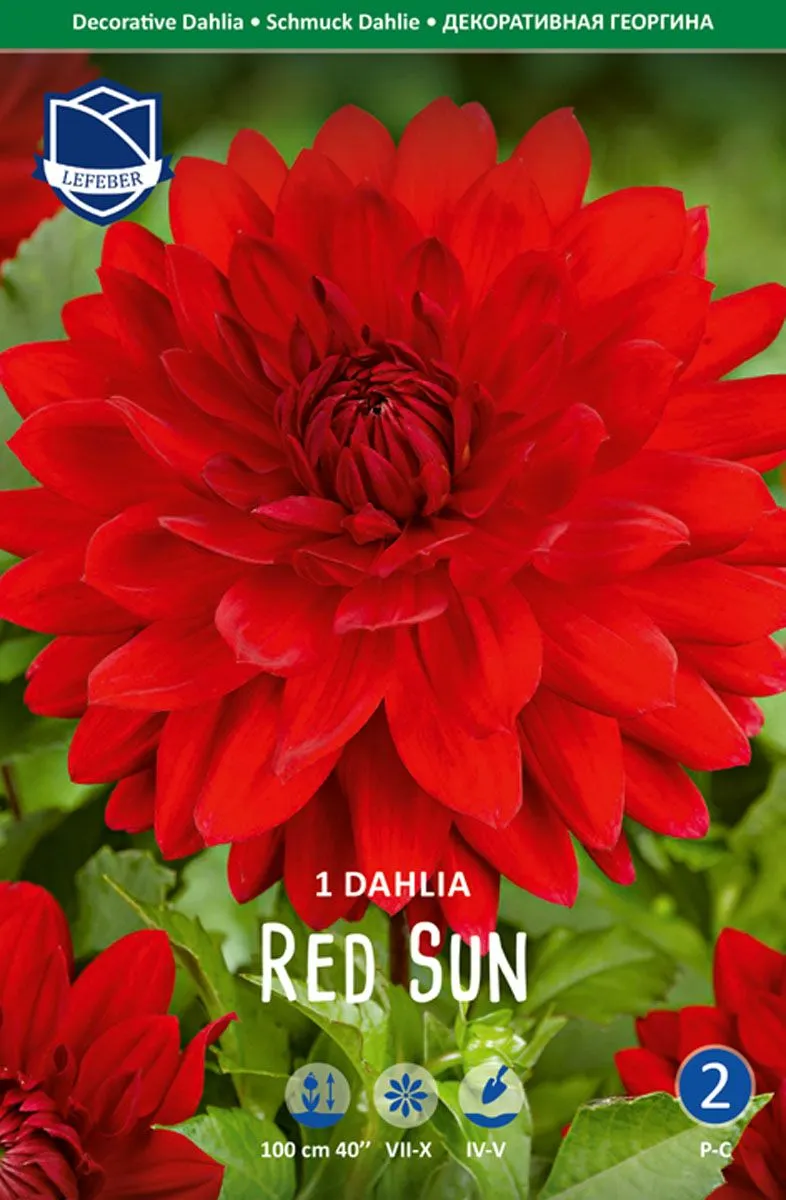 L DALIJA RED SUN