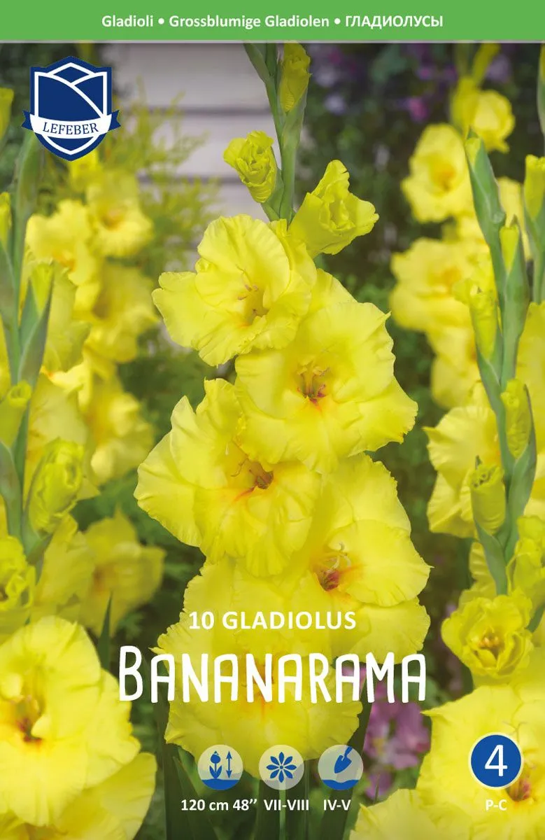 L GLADIOLA BANANARAMA