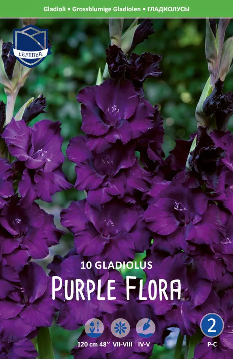 L GLADIOLA PURPLE FLORA