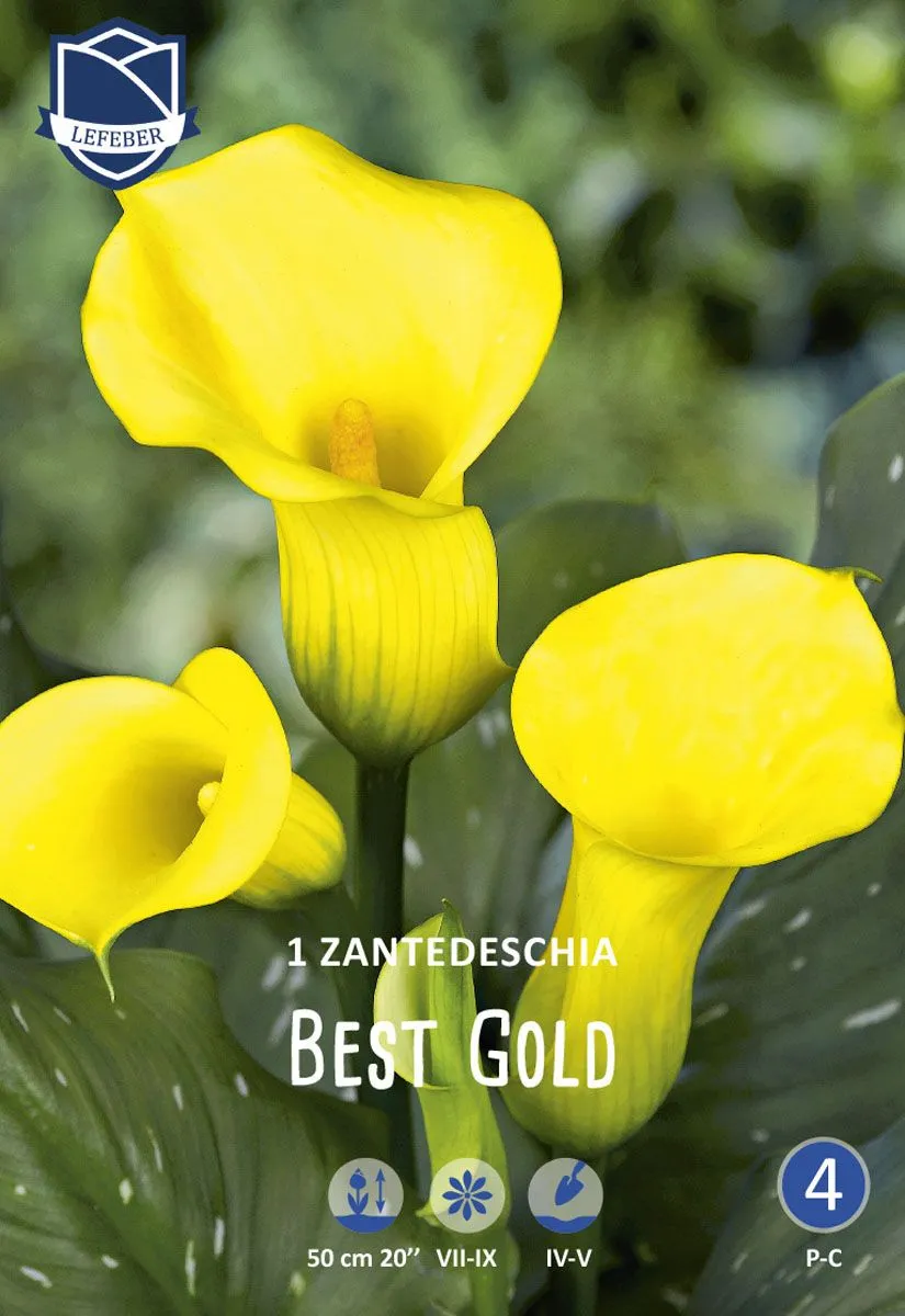 L KALA BEST GOLD