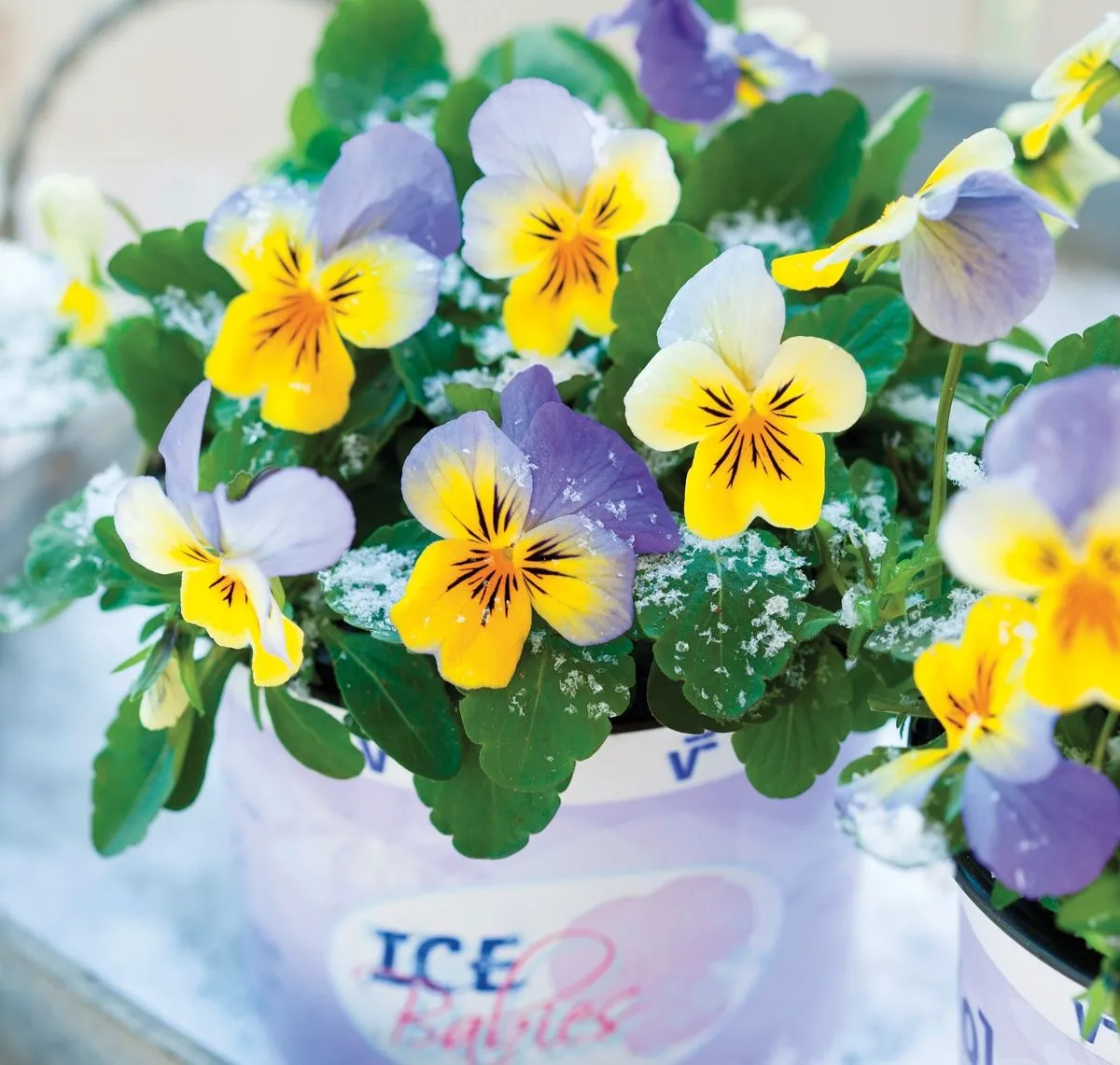 MAČEHA VOLMARY VIOLA X CORNUTA ICE BABIES 10.5 CM