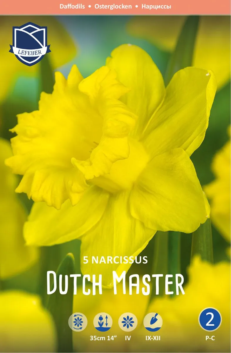 NARCISE DUTCH MASTER