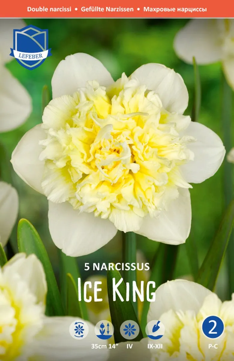 NARCISE ICE KING