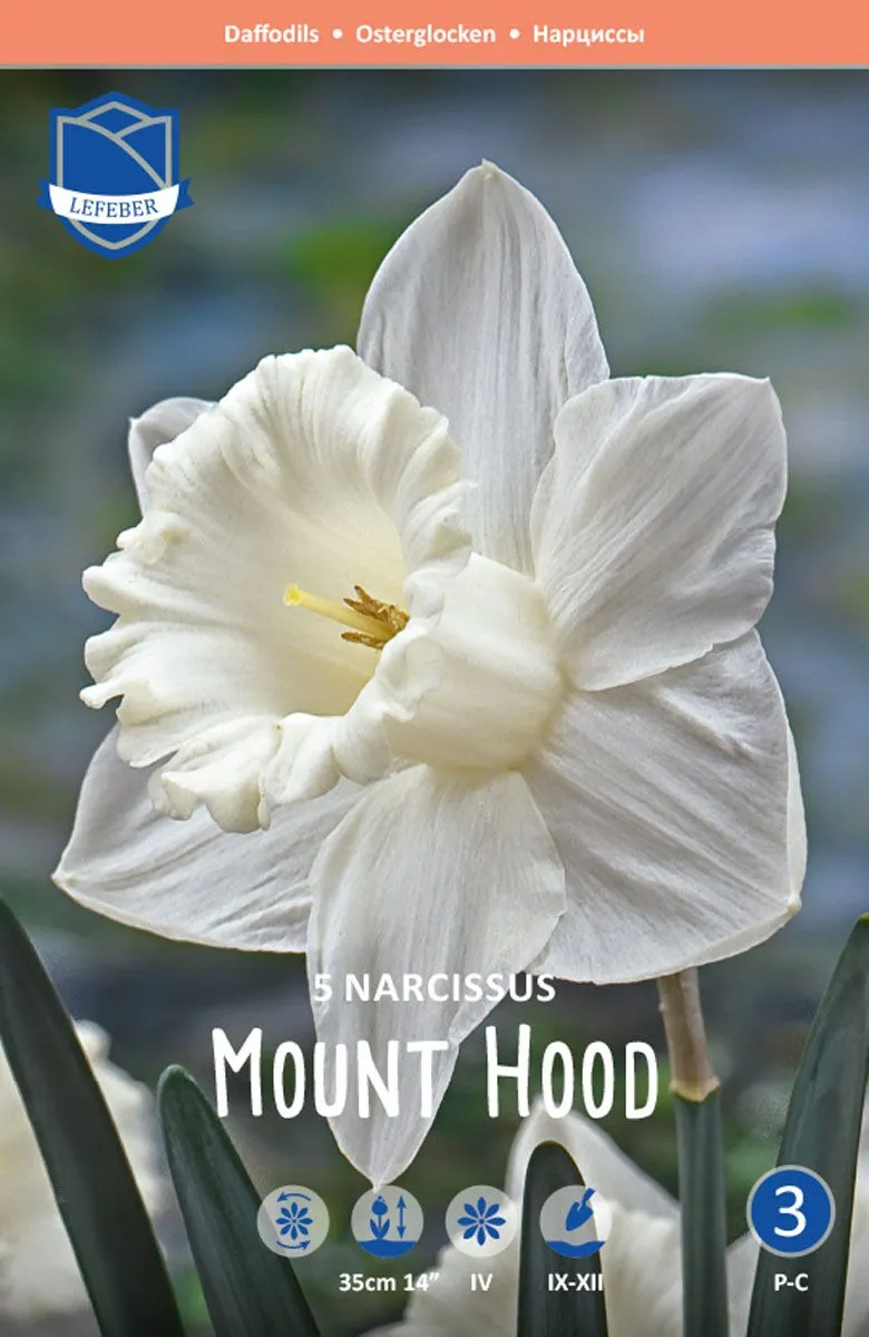 NARCISE MOUNT HOOD