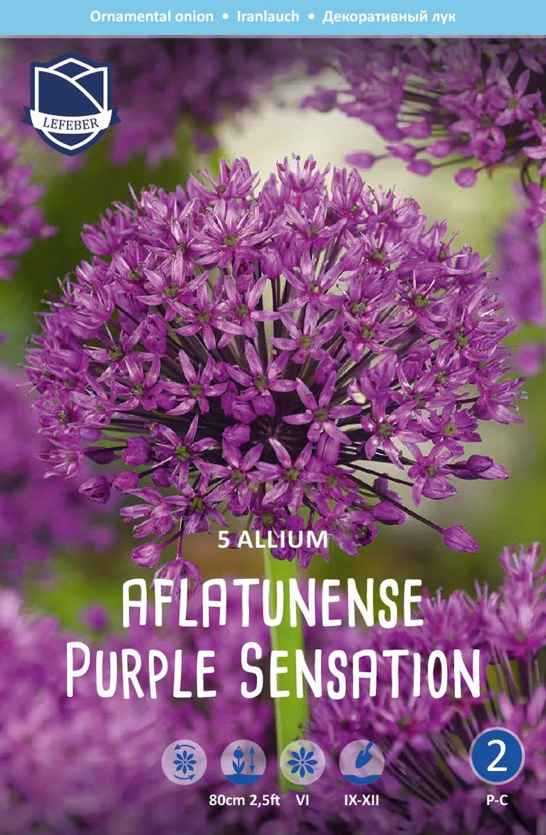 OKRASNI LUK PURPLE SENSATION