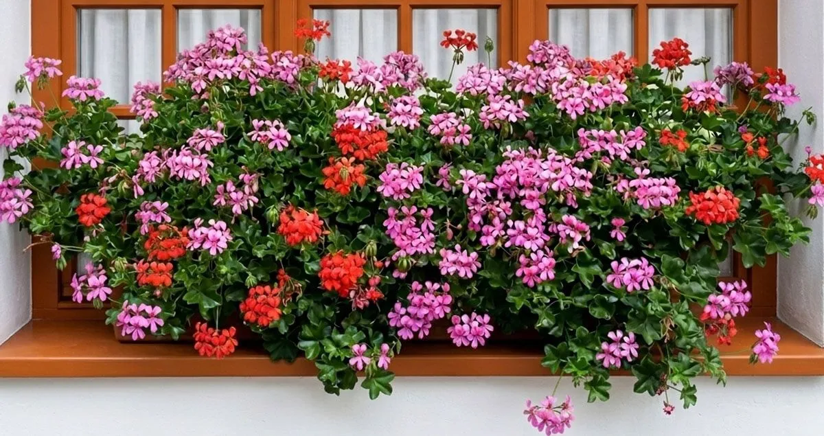 PELARGONIJA PELTATUM L10