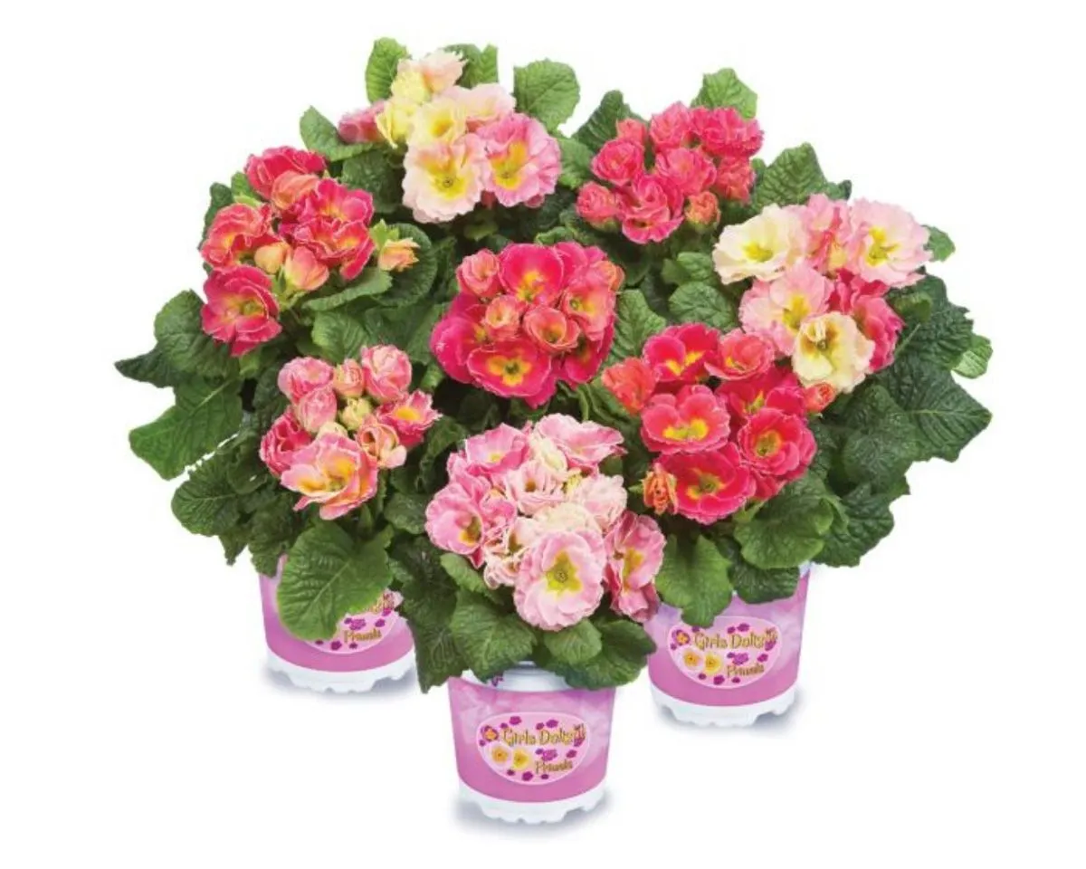 PRIMULA PALOMA L12