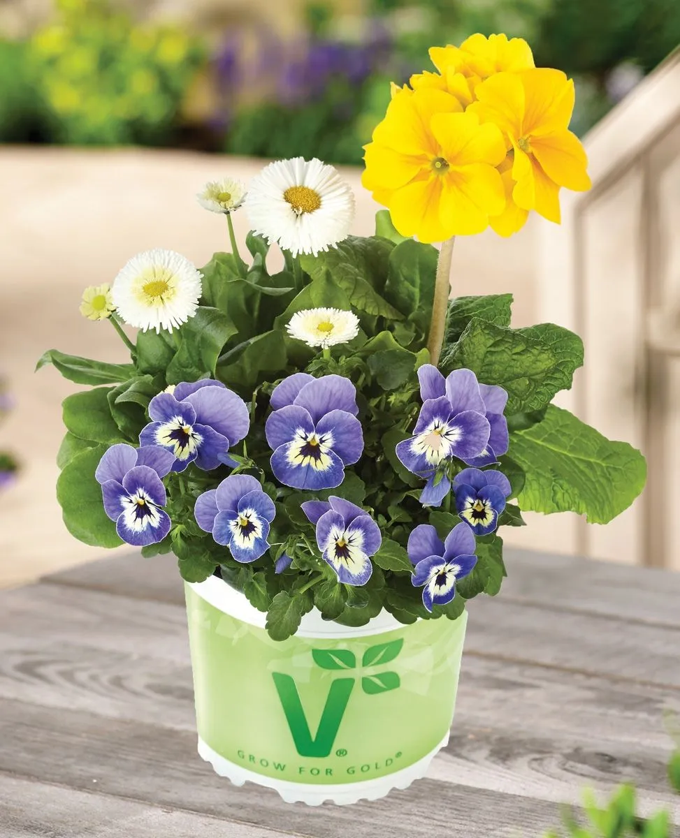 PRIMULA VOLMARY TRIO VIOLA BELLIS L13