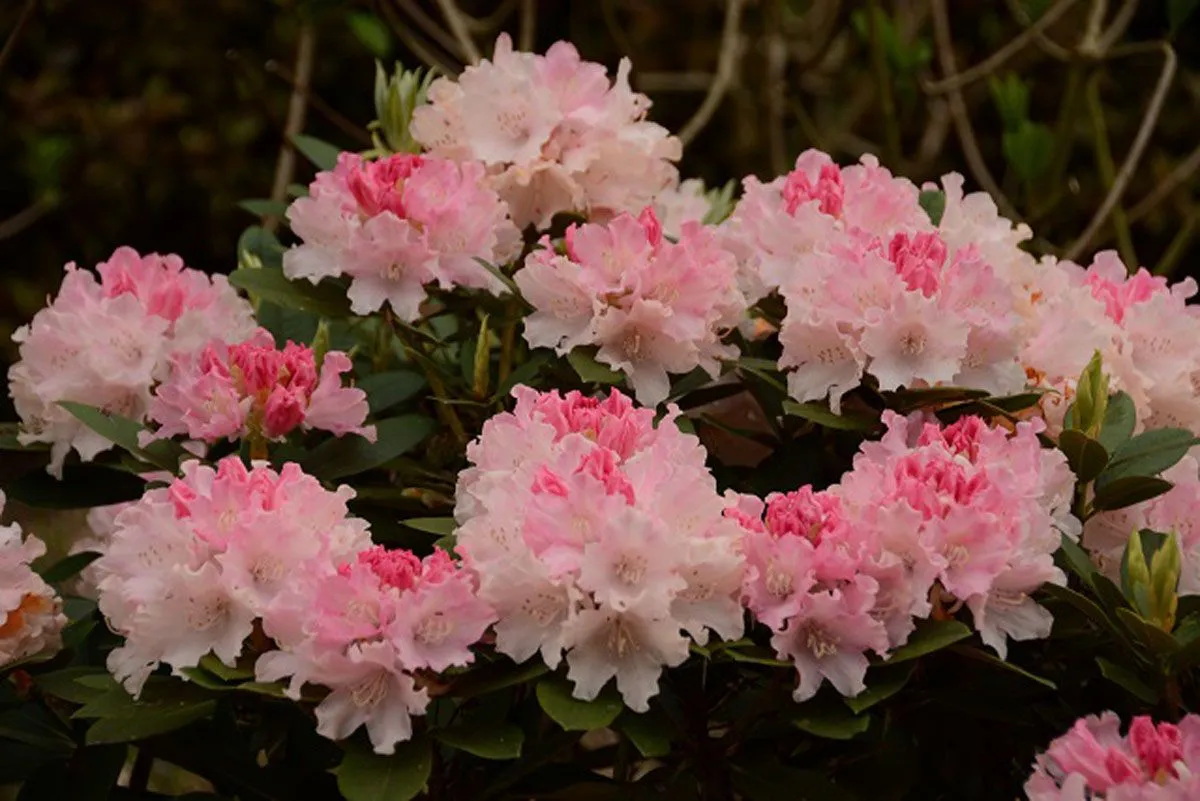 RODODENDRON MIX L3 L