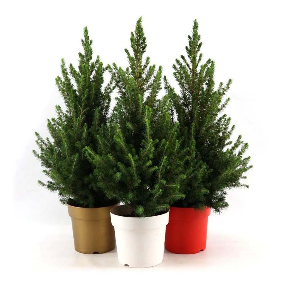 SMREKA PICEA GLAUCA DECEMBER L19 CM