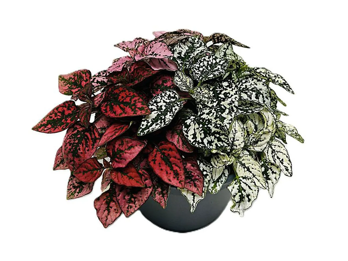 SOBNA ZELENA RASTLINA HYPOESTES TRIO L17 CM