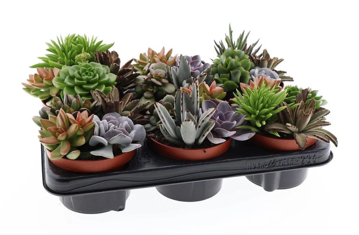 SUKULENT TRIO L 12 CM